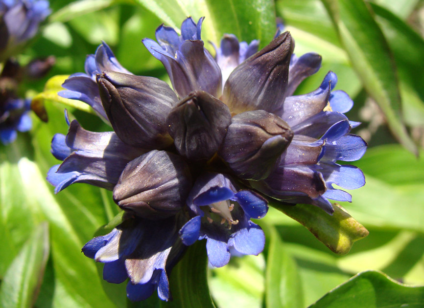 Изображение особи Gentiana macrophylla.