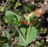 Lathyrus fulvus