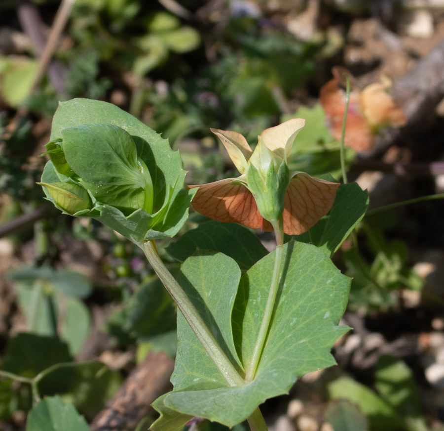 Image of Lathyrus fulvus specimen.