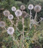 Echinops sphaerocephalus