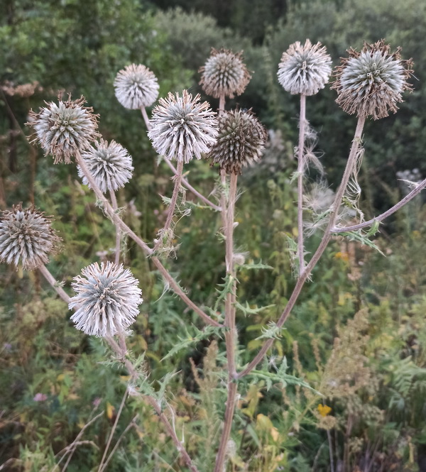 Image of Echinops sphaerocephalus specimen.