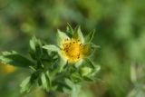 genus Potentilla. Отцветший цветок. Республика Ингушетия, Джейрахский р-н, заброшенное селение Эгикхал, луг рядом с башнями. 22 июня 2022 г.