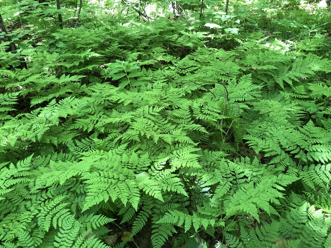 Image of Dryopteris amurensis specimen.