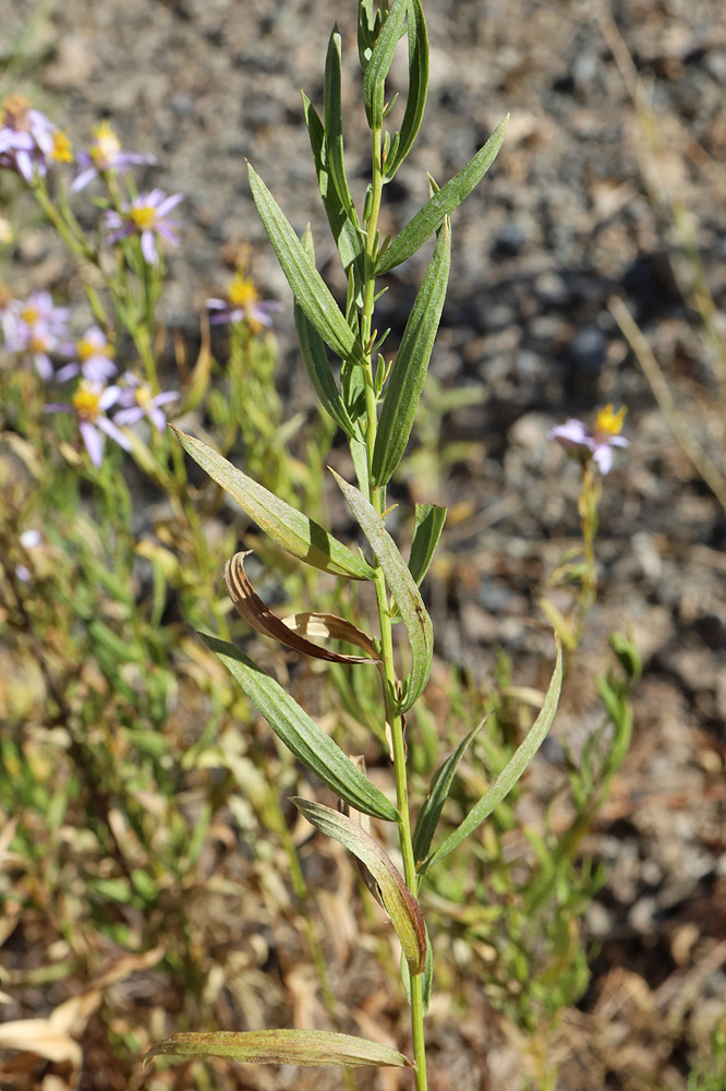 Image of Galatella coriacea specimen.