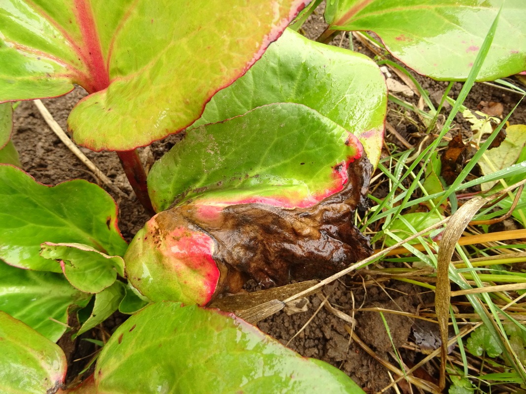 Image of Bergenia crassifolia specimen.