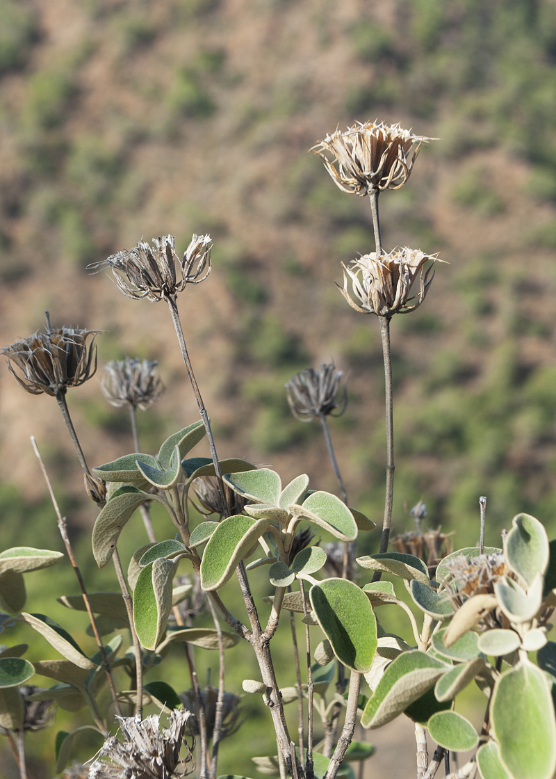 Image of Phlomis chimerae specimen.