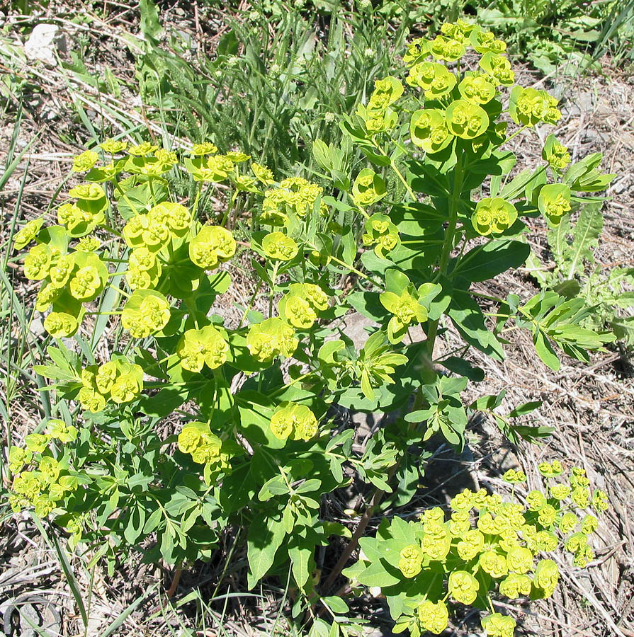 Изображение особи Euphorbia latifolia.