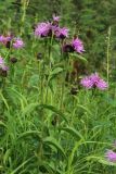 Centaurea phrygia. Верхушки цветущих растений. Мурманская обл., Кольский р-н, долина р. Титовка ниже автодороги А138 Мурманск — Печенга, окр. Мельничных водопадов, верхняя часть склона долины, травяно-кустарничковый березняк, поляна у грунтовой дороги, разнотравно-злаковый луг. 02.08.2022.