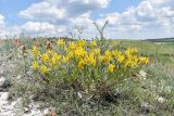 Genista tinctoria. Цветущее растение. Белгородская обл., Новооскльский р-н, заповедник \"Белогорье\", участок \"Стенки-Изгорья\", обнажение меловых пород. 19.06.2022.