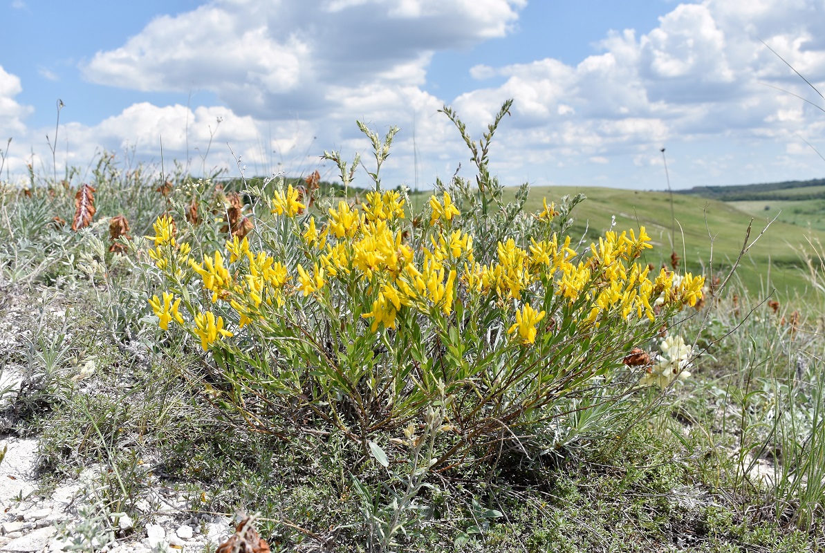 Изображение особи Genista tinctoria.