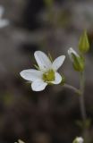 Minuartia oreina