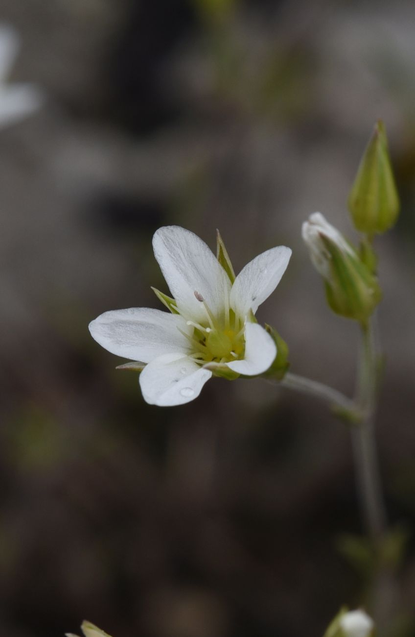 Image of Minuartia oreina specimen.