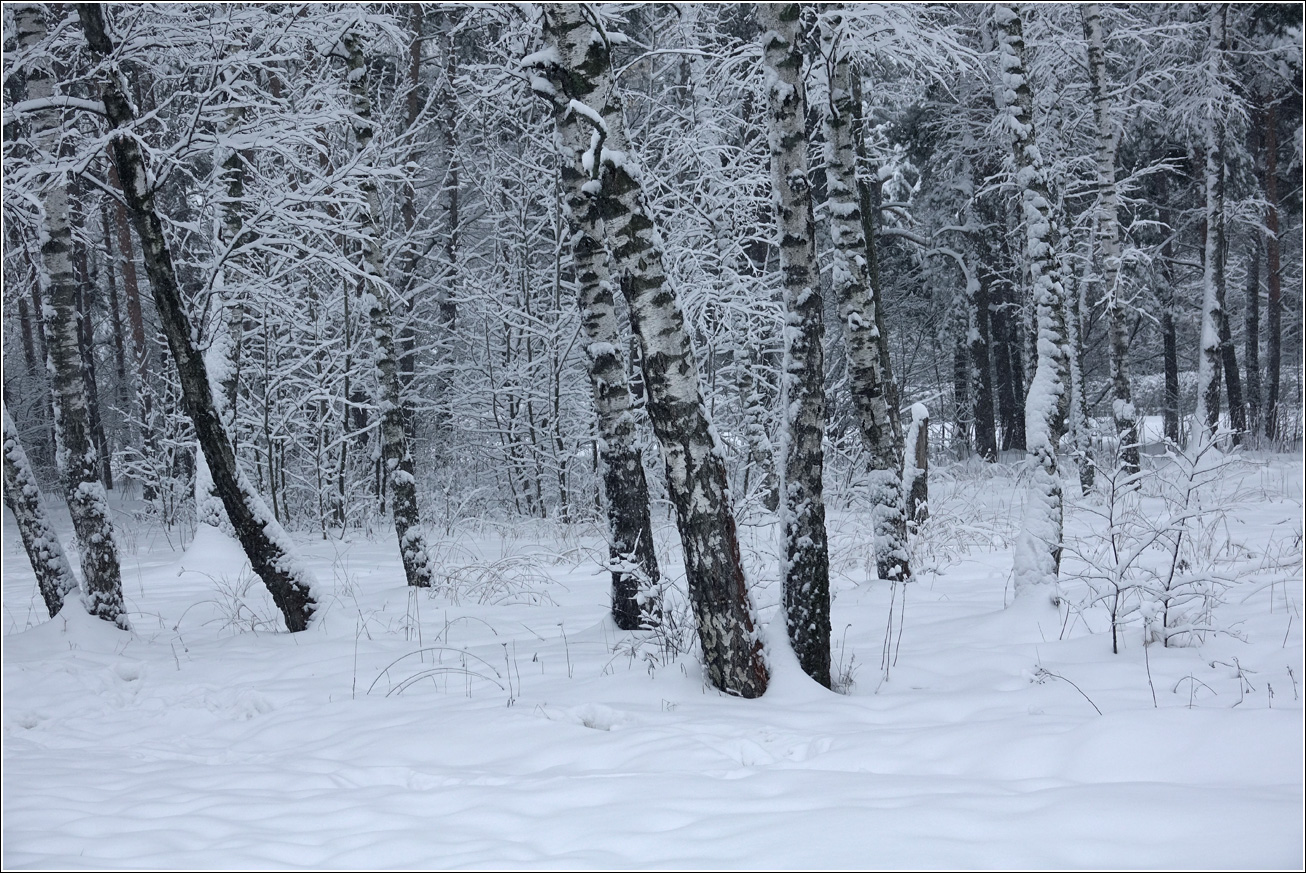 Изображение особи Betula pendula.