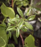 Galium aparine. Верхушка повреждённого побега. Москва, Северо-Западный административный округ, р-н Строгино, Щукинский полуостров, топкий берег, сырой луг. 16.09.2022.