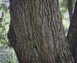 Salix alba