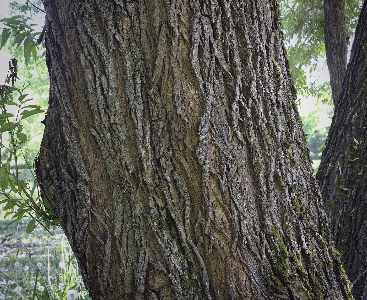 Image of Salix alba specimen.