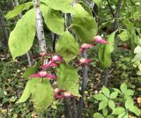 Euonymus macropterus