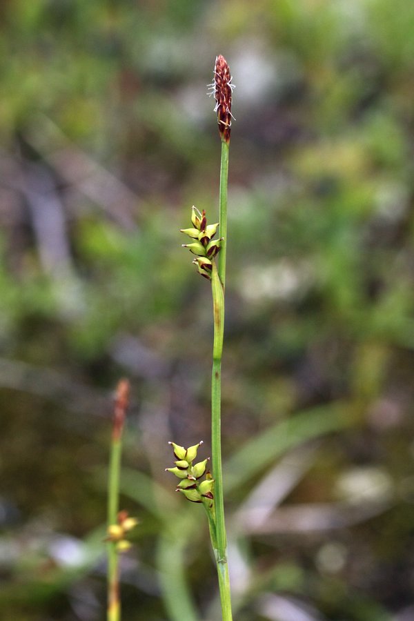 Изображение особи Carex vaginata.