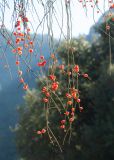 Ephedra foeminea