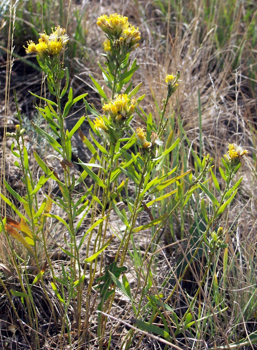 Image of Galatella tatarica specimen.