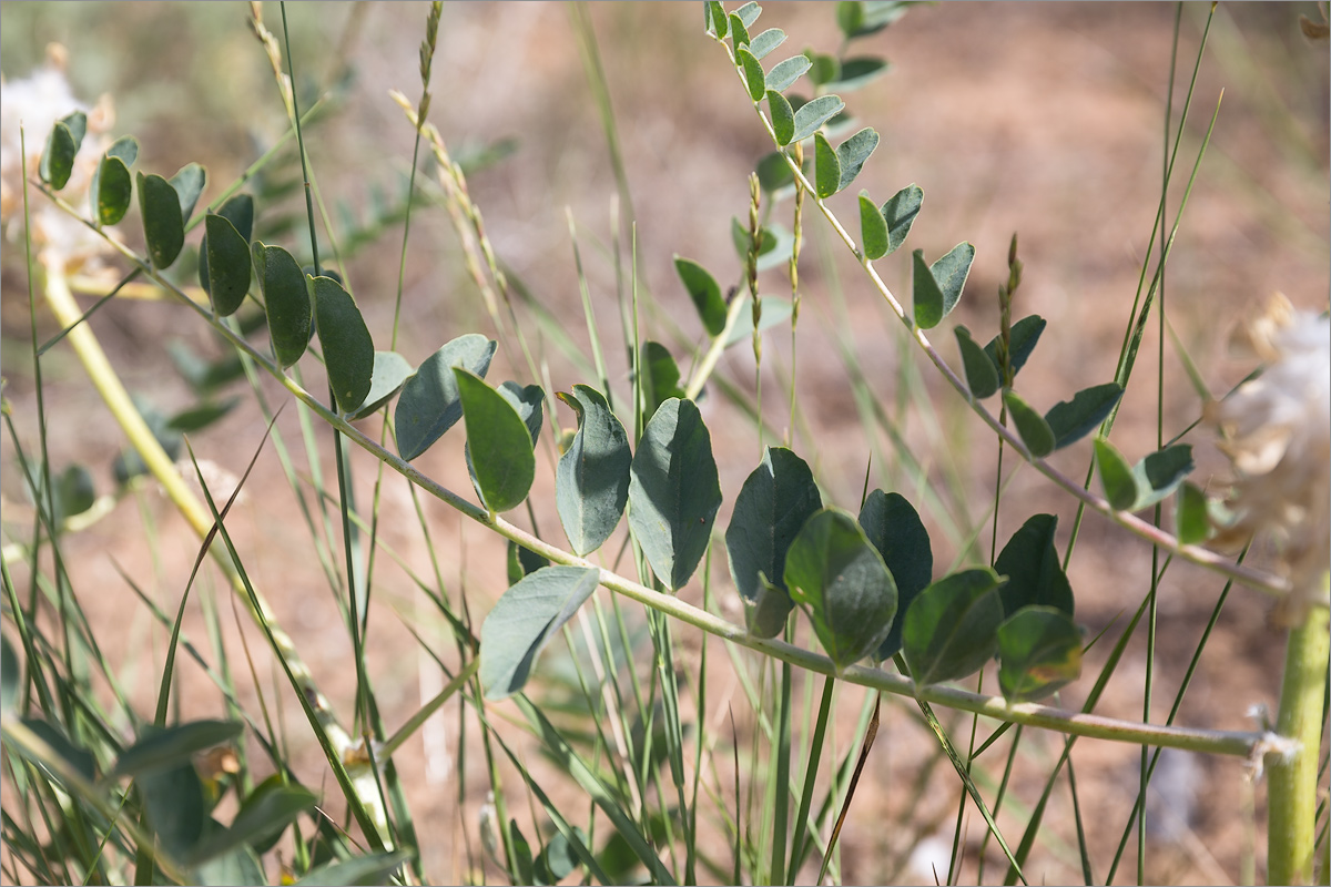 Изображение особи Astragalus vulpinus.