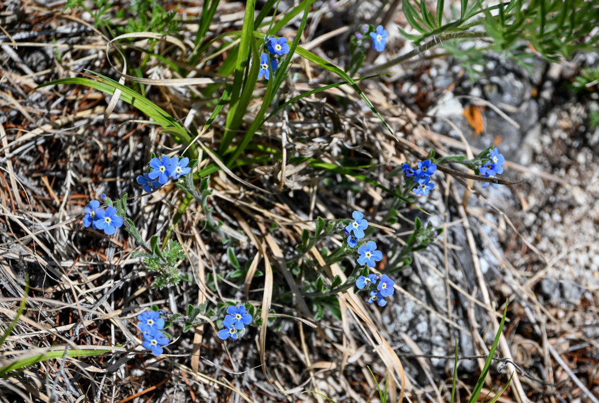 Image of Eritrichium jenisseense specimen.