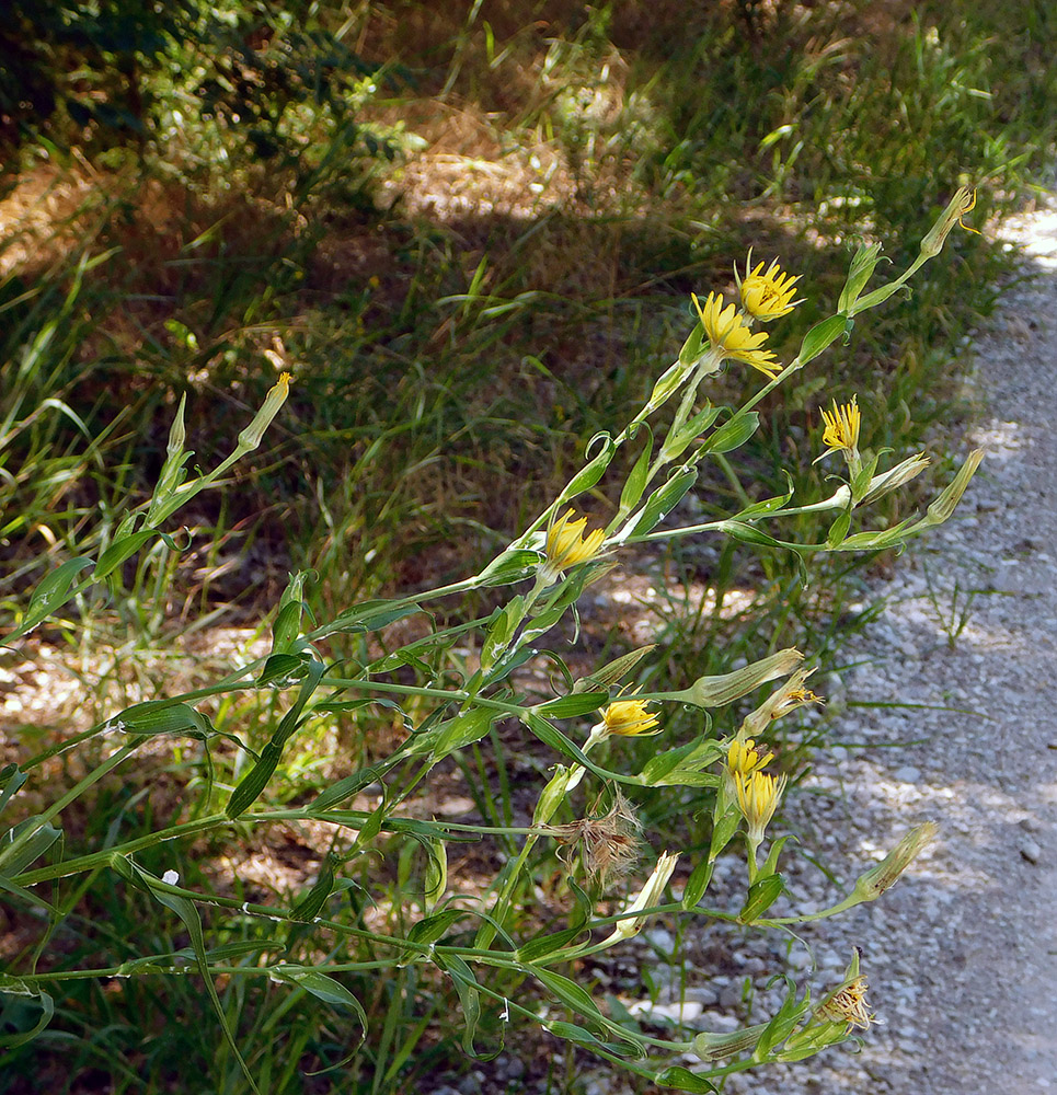 Изображение особи Tragopogon dasyrhynchus.