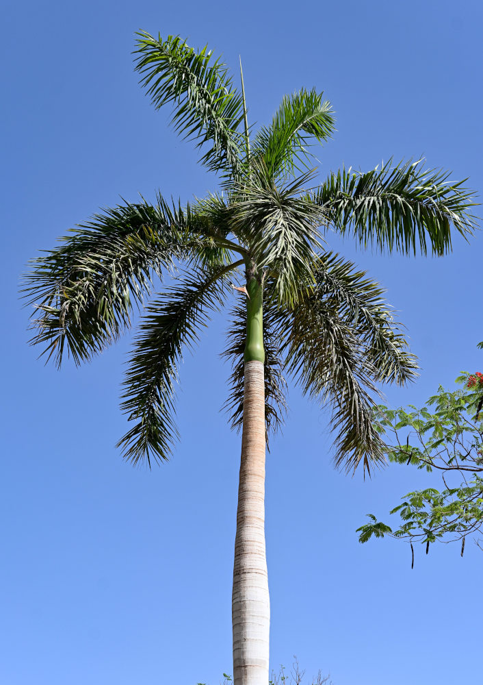 Image of Roystonea regia specimen.