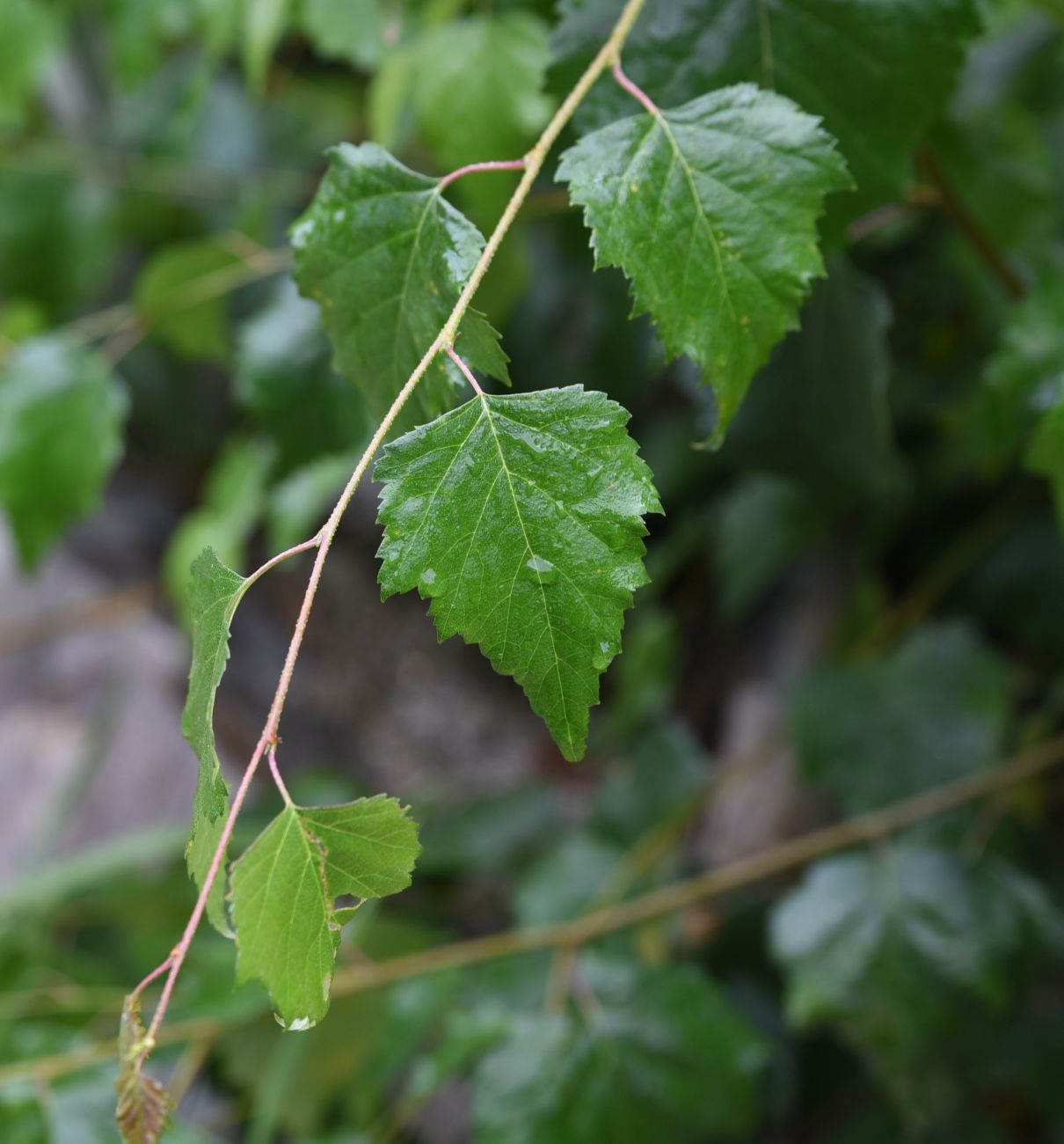 Изображение особи Betula pendula.