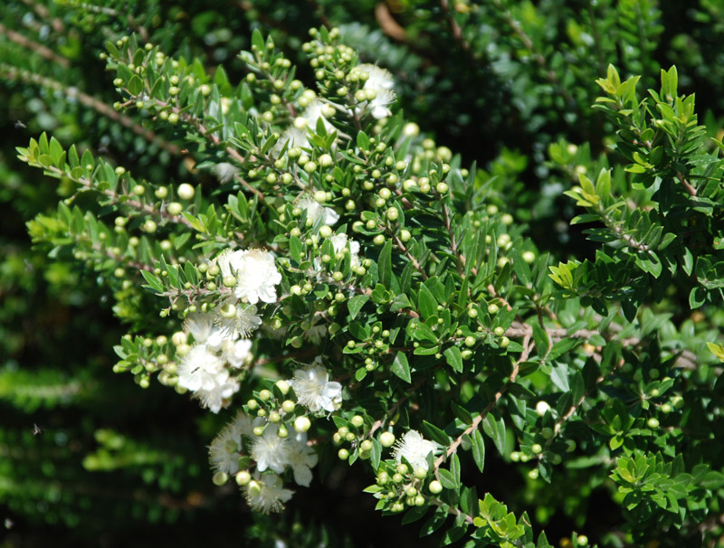 Image of Myrtus communis specimen.