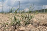 Erysimum repandum