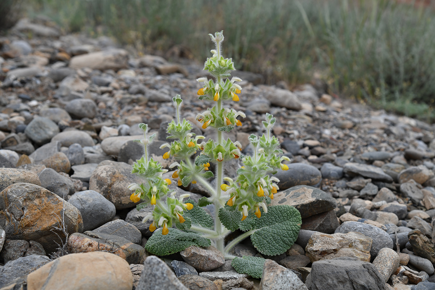 Image of Eremostachys isochila specimen.