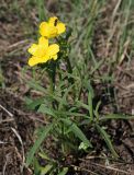 Ranunculus pedatus