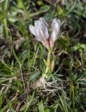 Trifolium polyphyllum