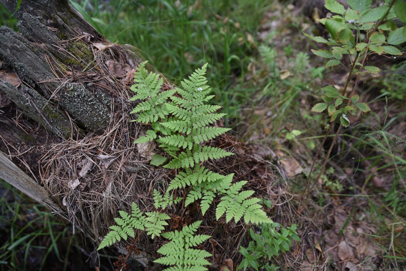 Image of Dryopteris carthusiana specimen.