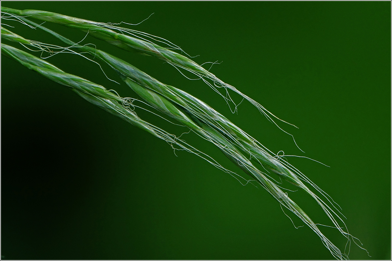 Изображение особи Festuca gigantea.