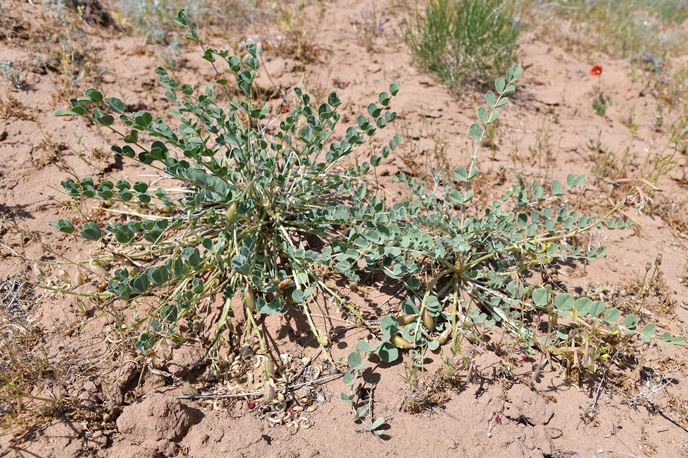 Изображение особи Astragalus flexus.