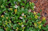 Vaccinium vitis-idaea. Цветущие растения. Красноярский край, Берёзовский р-н, национальный парк \"Красноярские Столбы\", Центральные Столбы, хвойный лес, у подножия скалы. 05.06.2022.
