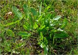 Rumex acetosa. Вегетирующее растение. Московская обл., Раменский р-н, окр. дер. Хрипань, садовый участок. 18.07.2023.
