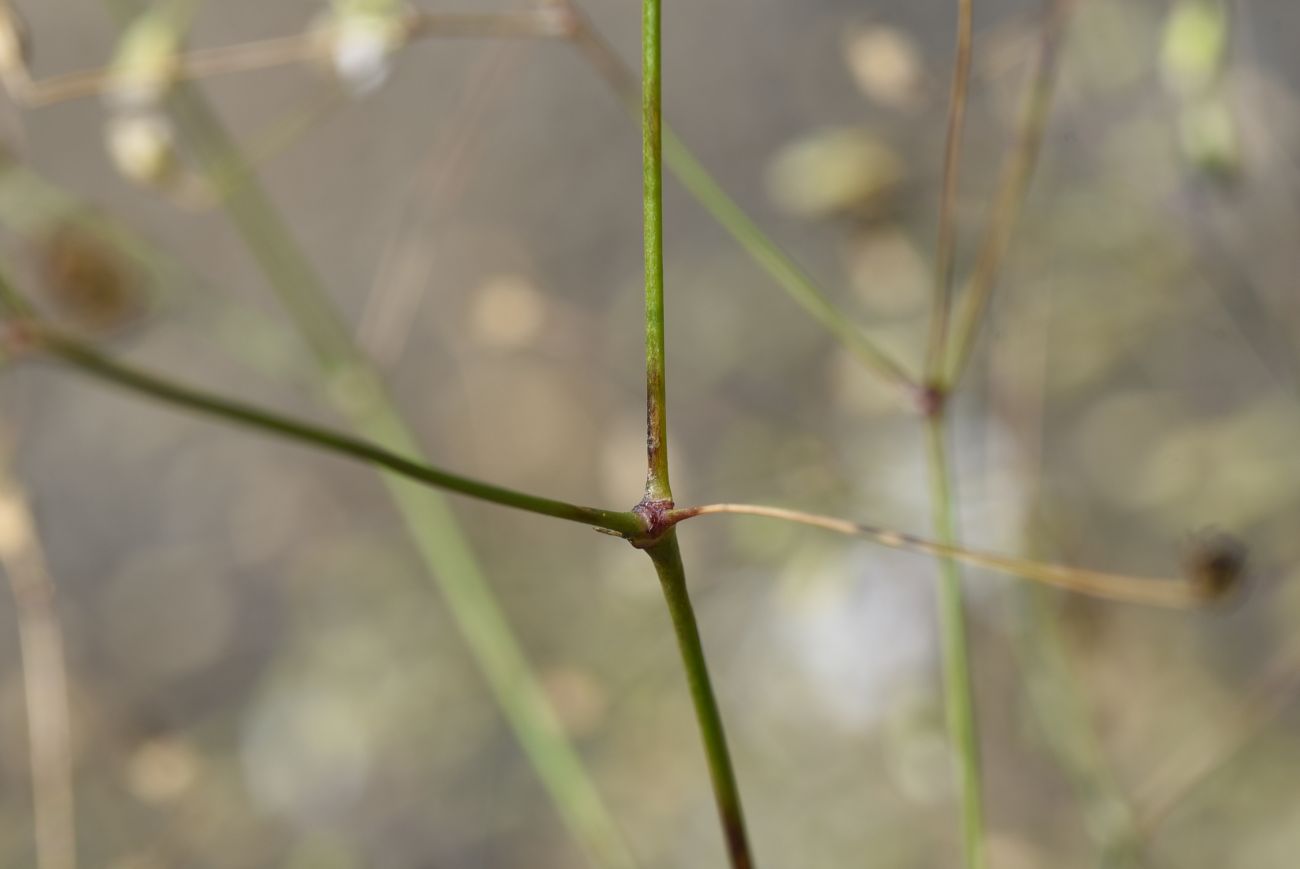 Изображение особи Gypsophila elegans.