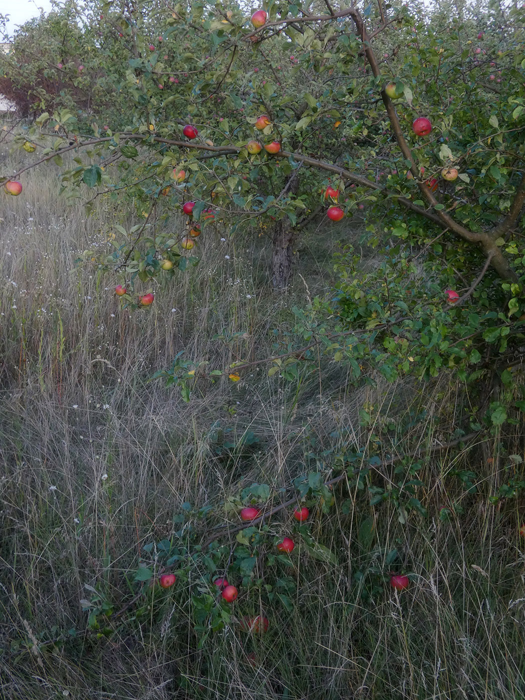 Изображение особи Malus domestica.