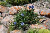 Gentiana kaufmanniana. Цветущее растение. Казахстан, Заилийский Алатау в окр. г. Алматы, Проходное ущ., подножие пика Советов, 3200 м н.у.м., крупногалечниковое русло водотока. 13 июля 2023 г.