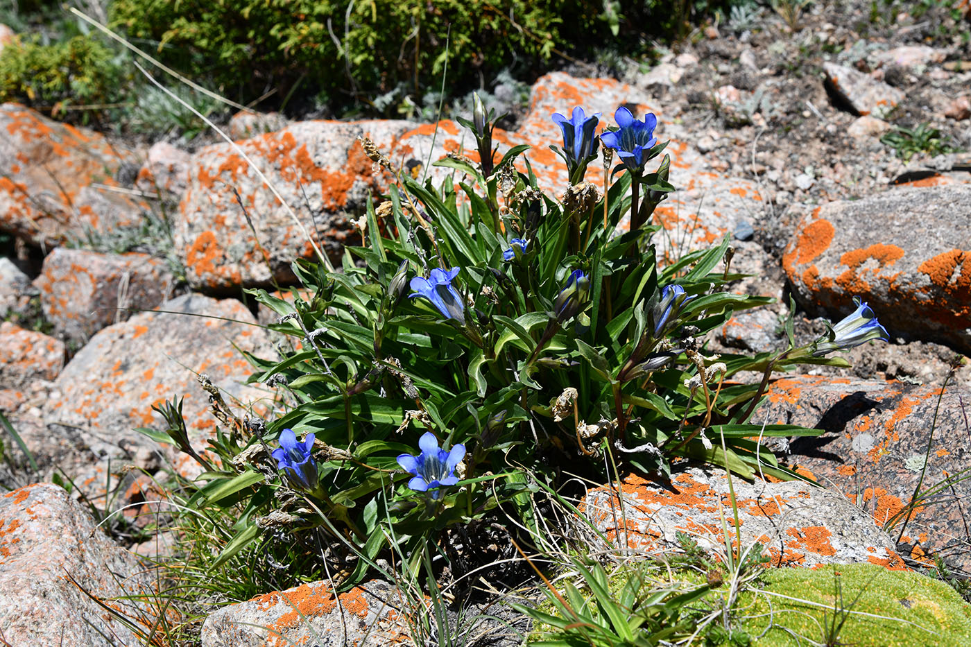 Изображение особи Gentiana kaufmanniana.