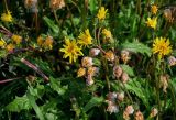 genus Taraxacum