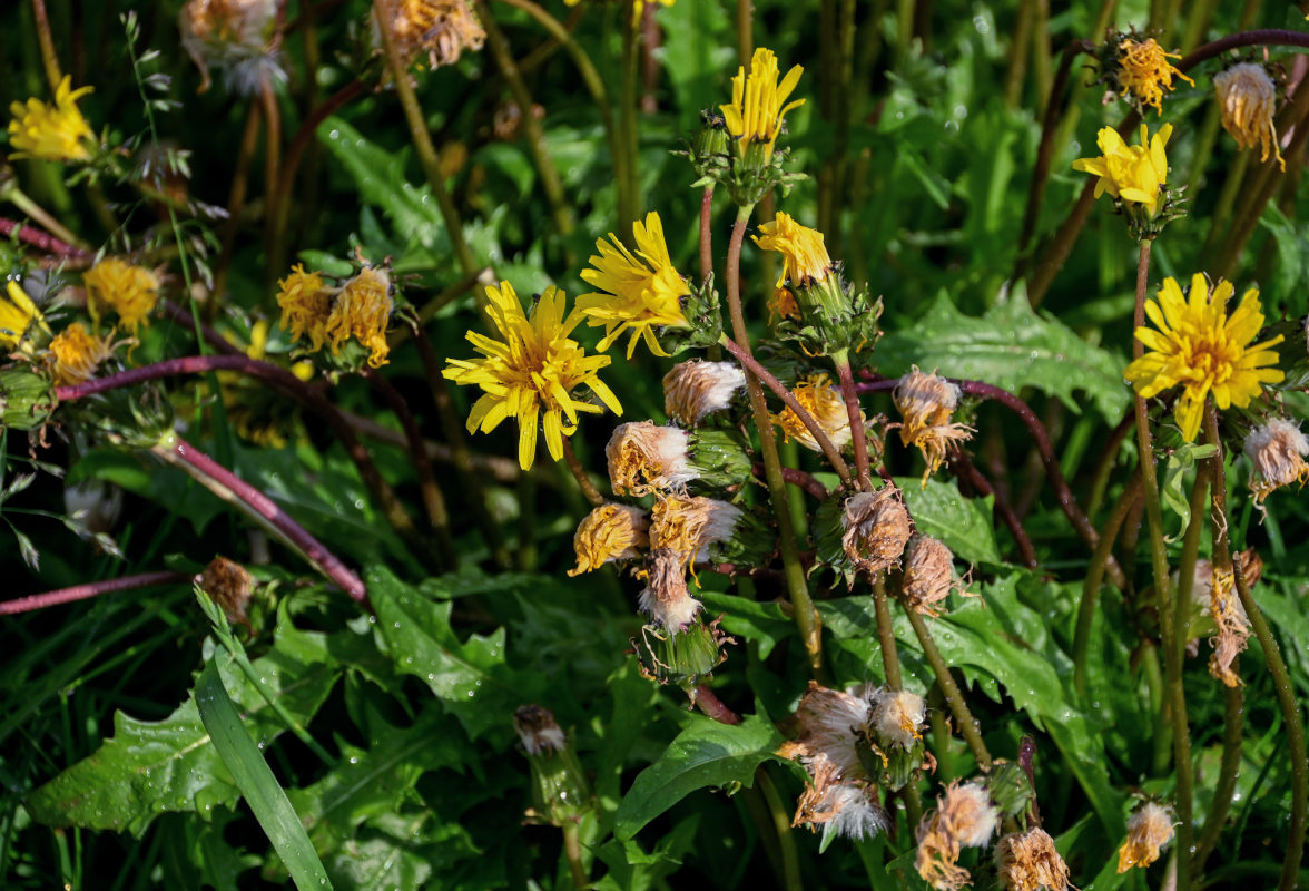 Изображение особи род Taraxacum.