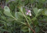 Vaccinium subspecies microphyllum