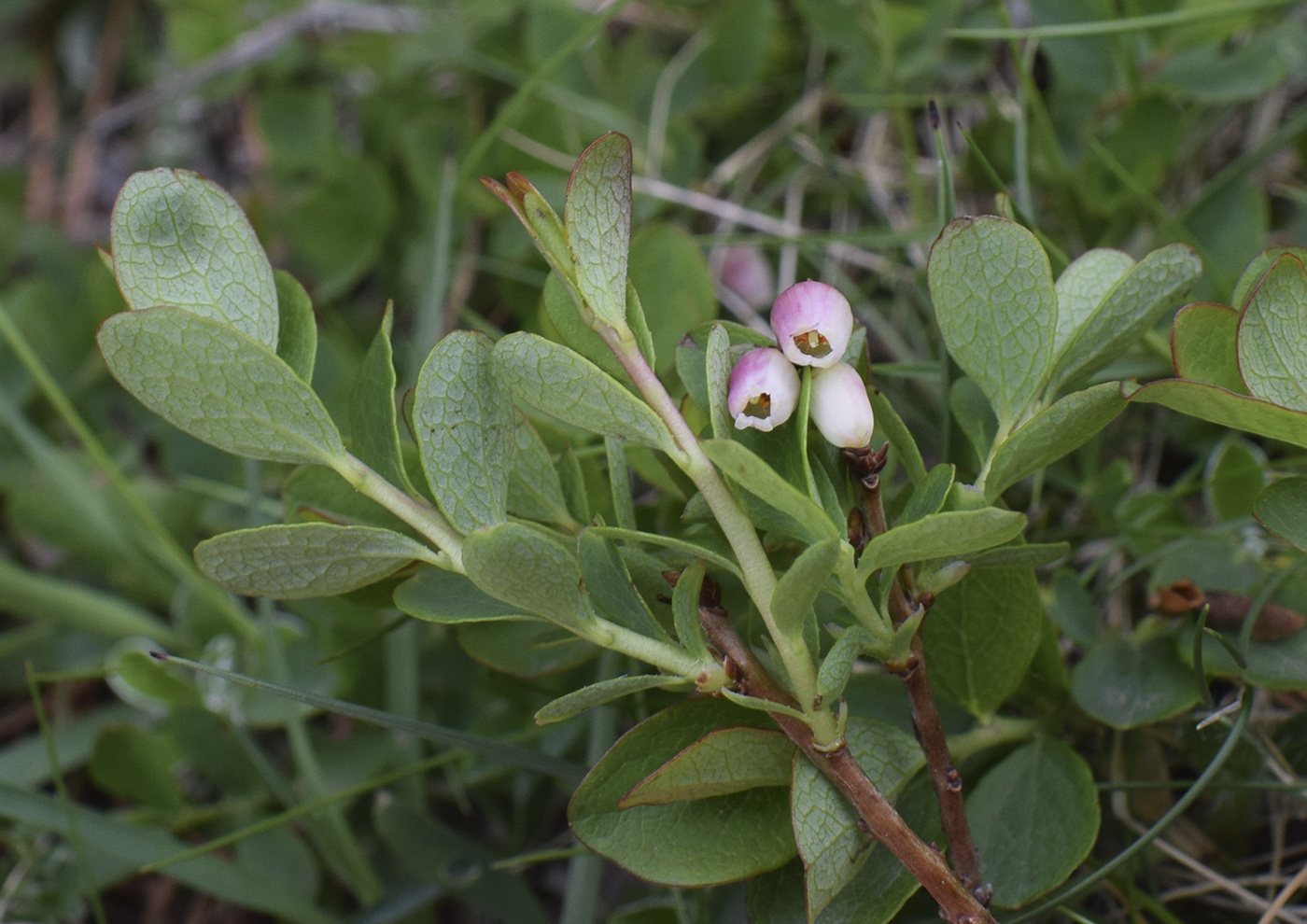 Image of Vaccinium uliginosum ssp. microphyllum specimen.