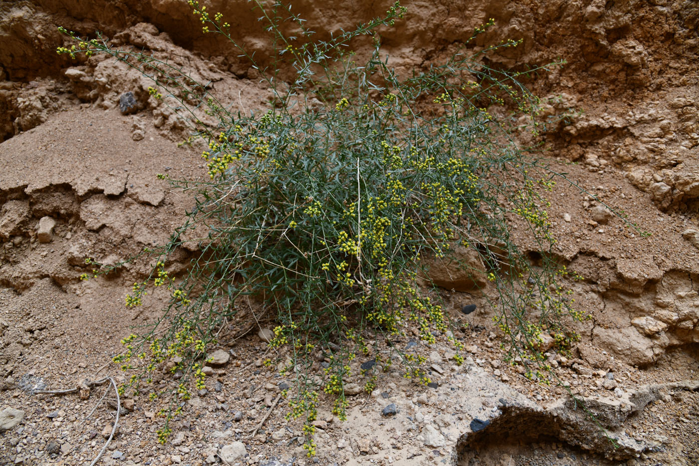 Изображение особи Kaschgaria brachanthemoides.