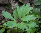 Ranunculus repens. Лист. Пермский край, г. Пермь, Индустриальный р-н, сырой хвойный лес. 04.08.2023.