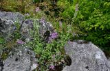 род Stachys. Цветущее растение в сообществе с Geranium и Sedum. Грузия, Имеретия, окр. монастыря Моцамета, опушка широколиственного леса, скалистый склон. 14.06.2023.